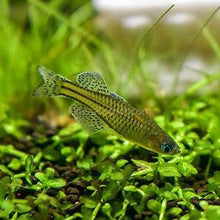 Load image into Gallery viewer, Gertrude's Blue Eye Rainbowfish 6 pack-Live Animals-Glass Grown Aquatics-School of 6-Glass Grown Aquatics-Aquarium live fish plants, decor