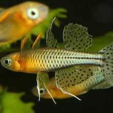 Load image into Gallery viewer, Gertrude's Blue Eye Rainbowfish 6 pack-Live Animals-Glass Grown Aquatics-School of 6-Glass Grown Aquatics-Aquarium live fish plants, decor