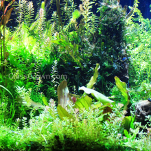 Load image into Gallery viewer, Done For You Plant Package, 12 Full Size (No Co2 Required)-Aquatic Plants-Glass Grown Aquatics-12 Plants-Glass Grown Aquatics-Aquarium live fish plants, decor