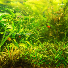 Load image into Gallery viewer, Done For You Plant Package, 12 Full Size (No Co2 Required)-Aquatic Plants-Glass Grown Aquatics-12 Plants-Glass Grown Aquatics-Aquarium live fish plants, decor
