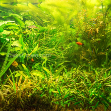 Load image into Gallery viewer, Done For You Plant Package, 12 Full Size (No Co2 Required)-Aquatic Plants-Glass Grown Aquatics-12 Plants-Glass Grown Aquatics-Aquarium live fish plants, decor