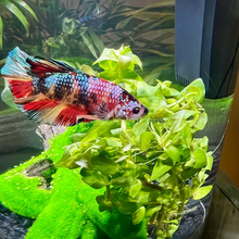 Load image into Gallery viewer, Grower's Choice Low Light Plants (6 Bunches)-Aquatic Plants-Glass Grown Aquatics-Glass Grown Aquatics-Aquarium live fish plants, decor