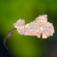 Load image into Gallery viewer, Green Cobra Endler 6 Fry Pack-Live Animals-Glass Grown-School of 6-Glass Grown Aquatics-Aquarium live fish plants, decor