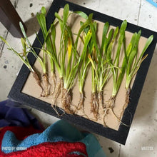 Load image into Gallery viewer, Dwarf Sagittaria Subulata-Aquatic Plants-Glass Grown-3x Plants-Glass Grown Aquatics-Aquarium live fish plants, decor