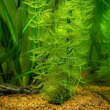 Load image into Gallery viewer, Mystery Bunch plant NYE-Aquatic Plants-Glass Grown Aquatics-Single-Glass Grown Aquatics-Aquarium live fish plants, decor