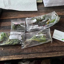 Load image into Gallery viewer, Beginner Aquarium Plants Pack 10x Tiny Trimmings - Grower’s Choice Freshwater Starter Bundle-Aquatic Plants-Glass Grown-Ten Species Pack-No Thanks!-Glass Grown Aquatics-Aquarium live fish plants, decor