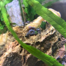 Load image into Gallery viewer, Blue Ramshorn 10+ Snails-Live Animals-Glass Grown-Glass Grown Aquatics-Aquarium live fish plants, decor