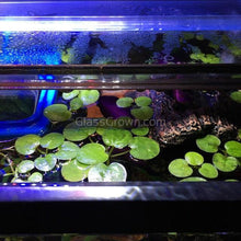 Load image into Gallery viewer, Frogbit 4oz Cup Portion-Aquatic Plants-Glass Grown-Glass Grown Aquatics-Aquarium live fish plants, decor