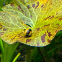 Load image into Gallery viewer, Bumblebee Horned Nerite Snail 3 Pack-Live Animals-Glass Grown-Pack of Three Snails-Glass Grown Aquatics-Aquarium live fish plants, decor
