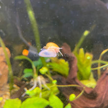 Load image into Gallery viewer, Golden Mystery Snail-Live Animals-Glass Grown-Single Snail-Glass Grown Aquatics-Aquarium live fish plants, decor