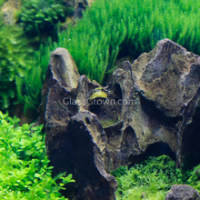 Load image into Gallery viewer, Bumblebee Horned Nerite Snail 3 Pack-Live Animals-Glass Grown-Pack of Three Snails-Glass Grown Aquatics-Aquarium live fish plants, decor