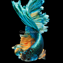 Load image into Gallery viewer, Male Mustard Gas Halfmoon Betta-Live Animals-Glass Grown-Glass Grown Aquatics-Aquarium live fish plants, decor