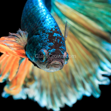 Load image into Gallery viewer, Male Mustard Gas Halfmoon Betta-Live Animals-Glass Grown-Glass Grown Aquatics-Aquarium live fish plants, decor