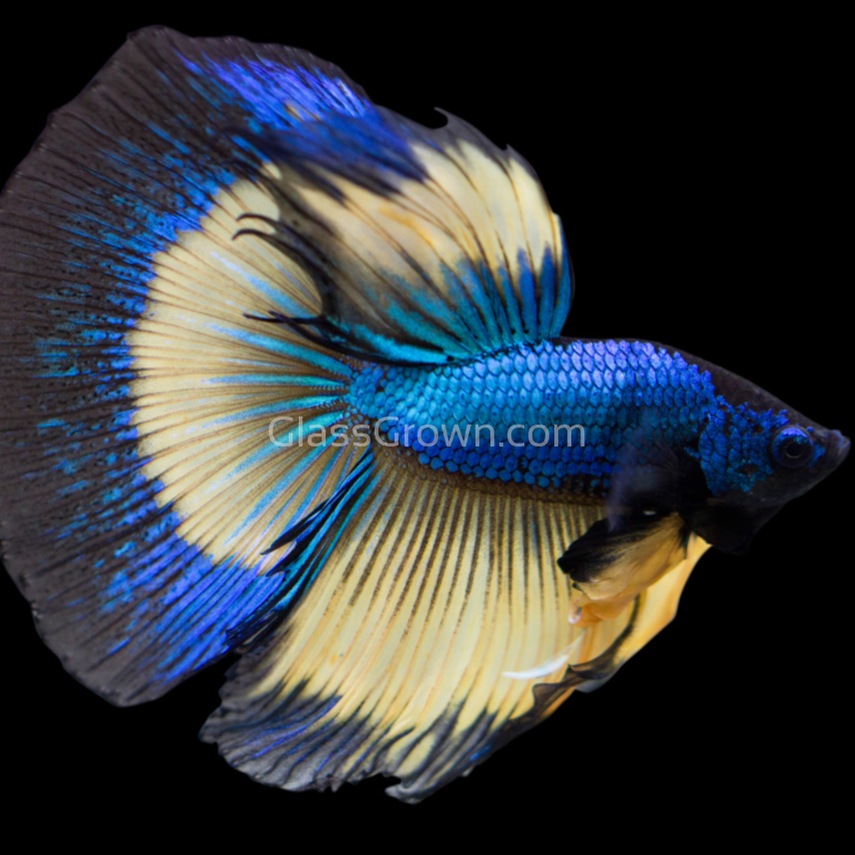 Male Mustard Gas Halfmoon Betta – Glass Grown Aquatics