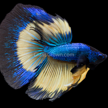 Load image into Gallery viewer, Male Mustard Gas Halfmoon Betta-Live Animals-Glass Grown-Glass Grown Aquatics-Aquarium live fish plants, decor