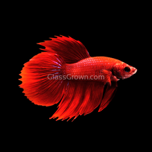 Load image into Gallery viewer, Male Super Red Halfmoon Betta-Live Animals-Glass Grown-Glass Grown Aquatics-Aquarium live fish plants, decor