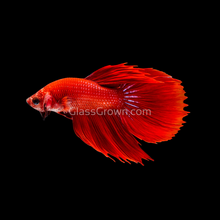 Load image into Gallery viewer, Male Super Red Halfmoon Betta-Live Animals-Glass Grown-Glass Grown Aquatics-Aquarium live fish plants, decor