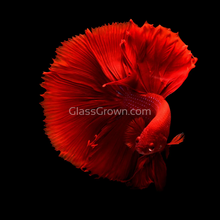 Load image into Gallery viewer, Male Super Red Halfmoon Betta-Live Animals-Glass Grown-Glass Grown Aquatics-Aquarium live fish plants, decor