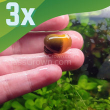 Load image into Gallery viewer, Jade Mystery Snail-Live Animals-Glass Grown-Pack of Three Snails-Glass Grown Aquatics-Aquarium live fish plants, decor