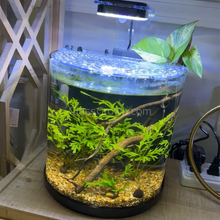 Load image into Gallery viewer, Broadleaf Water Sprite (Indian Fern)-Aquatic Plants-Glass Grown-Glass Grown Aquatics-Aquarium live fish plants, decor