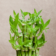 Load image into Gallery viewer, 1 CENT SAMPLE Lucky Bamboo Stalk-Aquatic Plants-Glass Grown-Glass Grown Aquatics-Aquarium live fish plants, decor