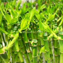 Load image into Gallery viewer, 1 CENT SAMPLE Lucky Bamboo Stalk-Aquatic Plants-Glass Grown-Glass Grown Aquatics-Aquarium live fish plants, decor