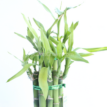 Load image into Gallery viewer, 1 CENT SAMPLE Lucky Bamboo Stalk-Aquatic Plants-Glass Grown-Glass Grown Aquatics-Aquarium live fish plants, decor