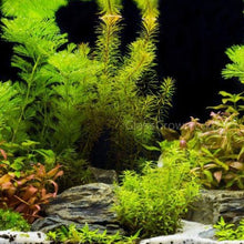 Load image into Gallery viewer, Done For You Plant Package, 12 Full Size (No Co2 Required)-Aquatic Plants-Glass Grown Aquatics-12 Plants-Glass Grown Aquatics-Aquarium live fish plants, decor
