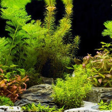 Load image into Gallery viewer, Done For You Plant Package, 12 Full Size (No Co2 Required)-Aquatic Plants-Glass Grown Aquatics-12 Plants-Glass Grown Aquatics-Aquarium live fish plants, decor