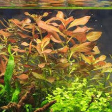 Load image into Gallery viewer, Mystery Bunch plant NYE-Aquatic Plants-Glass Grown Aquatics-Single-Glass Grown Aquatics-Aquarium live fish plants, decor