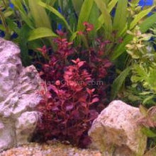 Load image into Gallery viewer, Mystery Bunch plant NYE-Aquatic Plants-Glass Grown Aquatics-Single-Glass Grown Aquatics-Aquarium live fish plants, decor