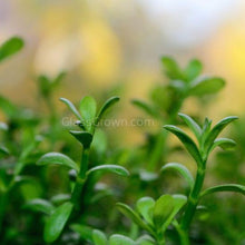 Load image into Gallery viewer, Mystery Bunch plant NYE-Aquatic Plants-Glass Grown Aquatics-Single-Glass Grown Aquatics-Aquarium live fish plants, decor