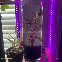 Load image into Gallery viewer, Bunch Moneywort (Bacopa Monnieri)-Aquatic Plants-Glass Grown-Bunch-Glass Grown Aquatics-Aquarium live fish plants, decor