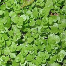 Load image into Gallery viewer, Potted Monte Carlo-Aquatic Plants-Glass Grown-Glass Grown Aquatics-Aquarium live fish plants, decor