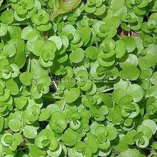 Load image into Gallery viewer, Monte Carlo 3-10 Pots-Aquatic Plants-Glass Grown-3x Pots-Glass Grown Aquatics-Aquarium live fish plants, decor