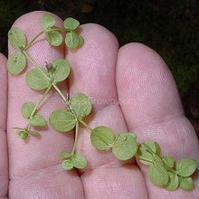 Load image into Gallery viewer, Potted Monte Carlo-Aquatic Plants-Glass Grown-Glass Grown Aquatics-Aquarium live fish plants, decor