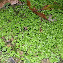 Load image into Gallery viewer, Potted Monte Carlo-Aquatic Plants-Glass Grown-Glass Grown Aquatics-Aquarium live fish plants, decor