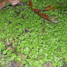 Load image into Gallery viewer, Monte Carlo 3-10 Pots-Aquatic Plants-Glass Grown-3x Pots-Glass Grown Aquatics-Aquarium live fish plants, decor