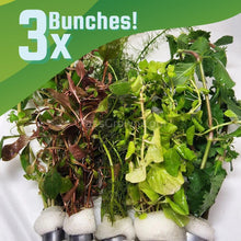 Load image into Gallery viewer, Mystery Bunch plant-Aquatic Plants-Glass Grown Aquatics-3 Bunches-Glass Grown Aquatics-Aquarium live fish plants, decor
