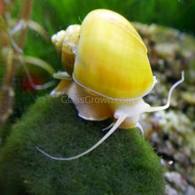 Load image into Gallery viewer, Golden Mystery Snail-Live Animals-Glass Grown-Single Snail-Glass Grown Aquatics-Aquarium live fish plants, decor