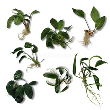 Load image into Gallery viewer, Grower's Choice Anubias (3 Plants)-Aquatic Plants-Glass Grown Aquatics-Glass Grown Aquatics-Aquarium live fish plants, decor