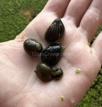 Load image into Gallery viewer, 1 CENT SAMPLE 3x Mystery Nerite Snails-Live Animals-Glass Grown Aquatics-Glass Grown Aquatics-Aquarium live fish plants, decor