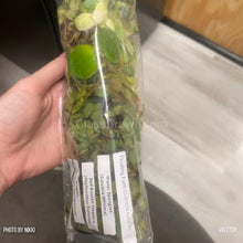Load image into Gallery viewer, Mixed Floating Aquarium Plants 4oz Cup - Live Freshwater Floaters for Betta Shrimp Fry Safe-Aquatic Plants-Glass Grown-Glass Grown Aquatics-Aquarium live fish plants, decor