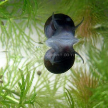 Load image into Gallery viewer, 1 CENT SAMPLE 3x Mystery Nerite Snails-Live Animals-Glass Grown Aquatics-Glass Grown Aquatics-Aquarium live fish plants, decor