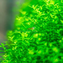 Load image into Gallery viewer, Mystery Bunch plant NYE-Aquatic Plants-Glass Grown Aquatics-Single-Glass Grown Aquatics-Aquarium live fish plants, decor