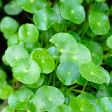 Load image into Gallery viewer, Bunch Brazilian Pennywort-Aquatic Plants-Glass Grown-Glass Grown Aquatics-Aquarium live fish plants, decor