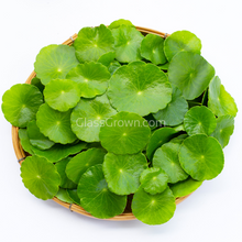 Load image into Gallery viewer, Bunch Brazilian Pennywort-Aquatic Plants-Glass Grown-Glass Grown Aquatics-Aquarium live fish plants, decor