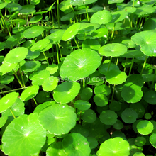 Load image into Gallery viewer, Bunch Brazilian Pennywort-Aquatic Plants-Glass Grown-Glass Grown Aquatics-Aquarium live fish plants, decor