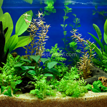 Load image into Gallery viewer, Done For You Plant Package, 12 Full Size (No Co2 Required)-Aquatic Plants-Glass Grown Aquatics-12 Plants-Glass Grown Aquatics-Aquarium live fish plants, decor