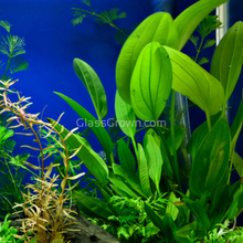 Load image into Gallery viewer, Mystery Sword-Aquatic Plants-Glass Grown Aquatics-Single-Glass Grown Aquatics-Aquarium live fish plants, decor